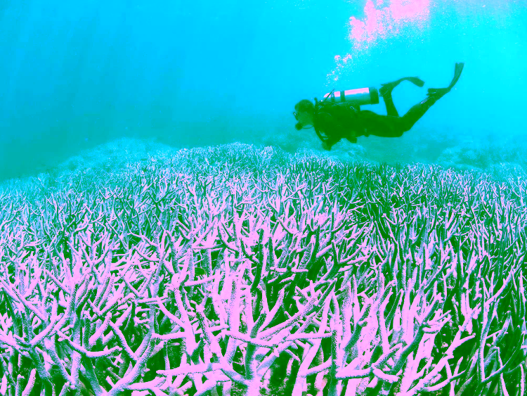 coral