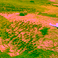 Webinar recording | Earth Observation tools for ecosystem conservation: Terrestrial applications