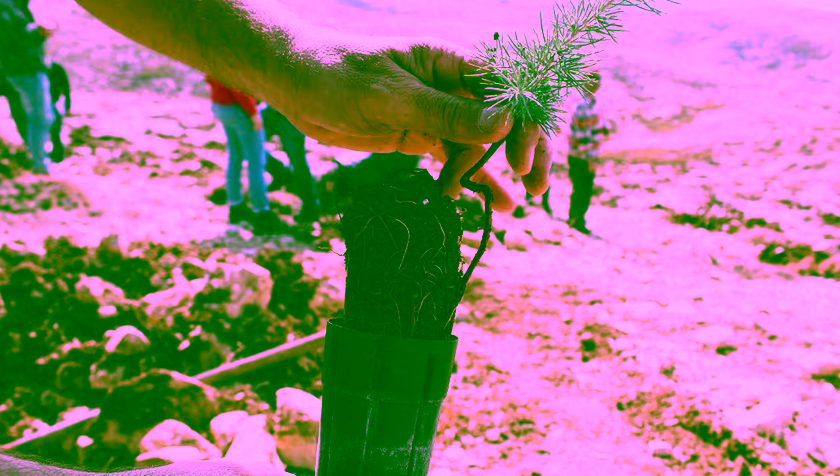 The road to data-driven conservation: Lebanon Reforestation Initiative