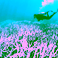 Webinar recording | Earth observation tools for ecosystem conservation: Aquatic applications