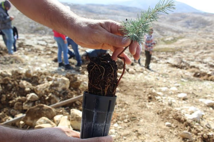 lebanonreforestationinitiative